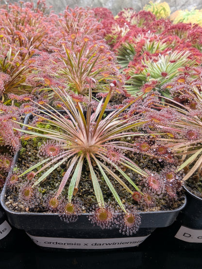 Drosera ordensis x darwinensis