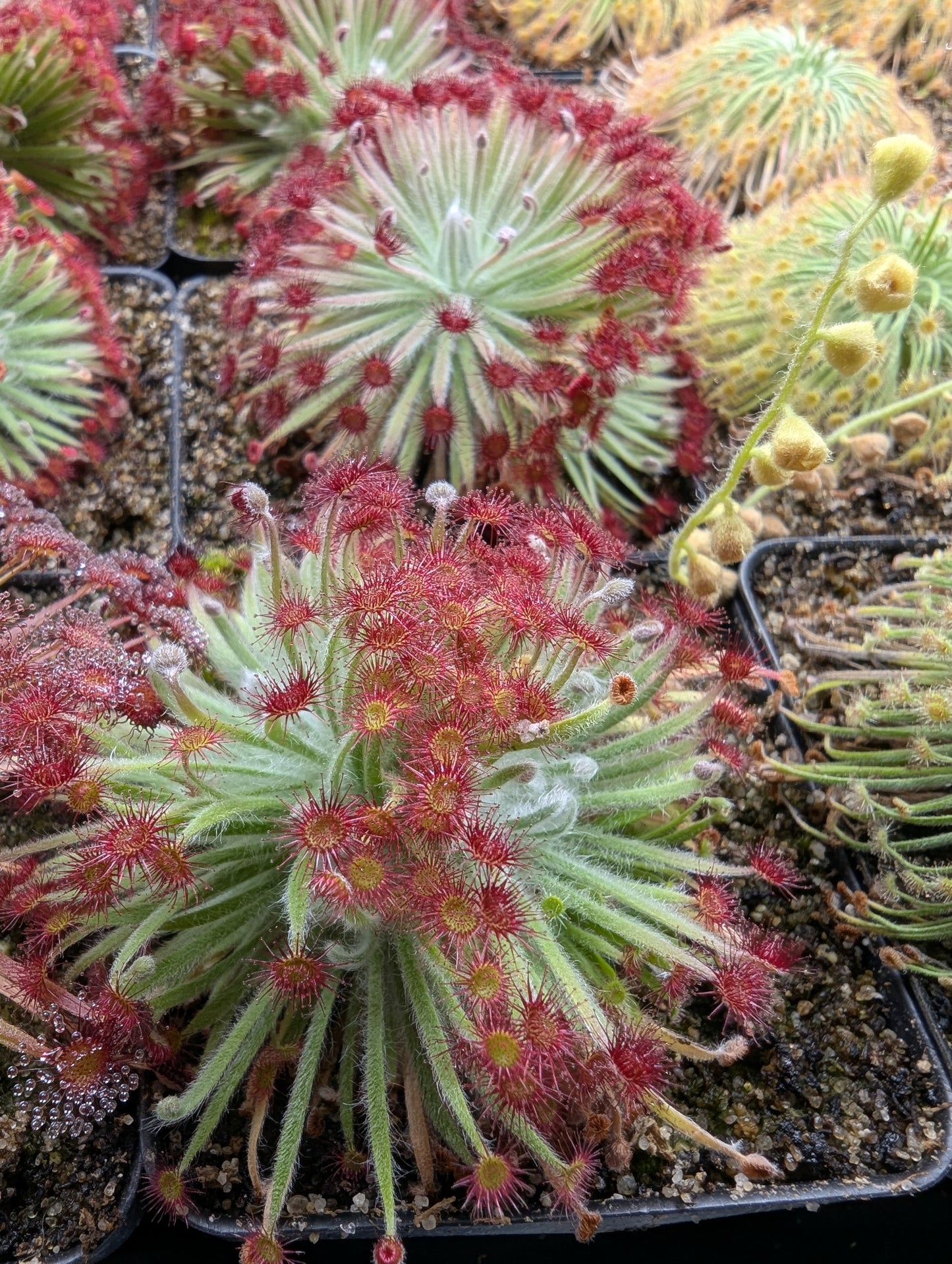 Drosera broomensis 'Taylors Lagon 8km West'