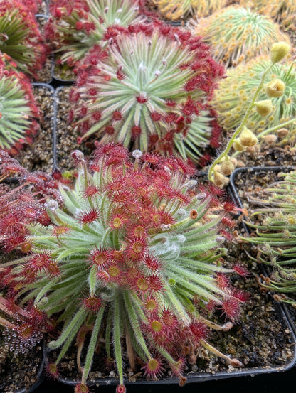 Drosera broomensis 'Taylors Lagon 8km West'