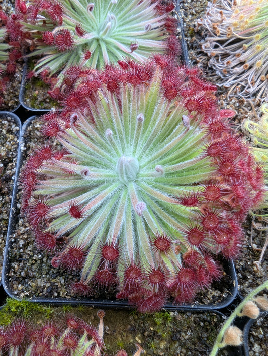 Drosera broomensis 'Taylors Lagon 8km West'
