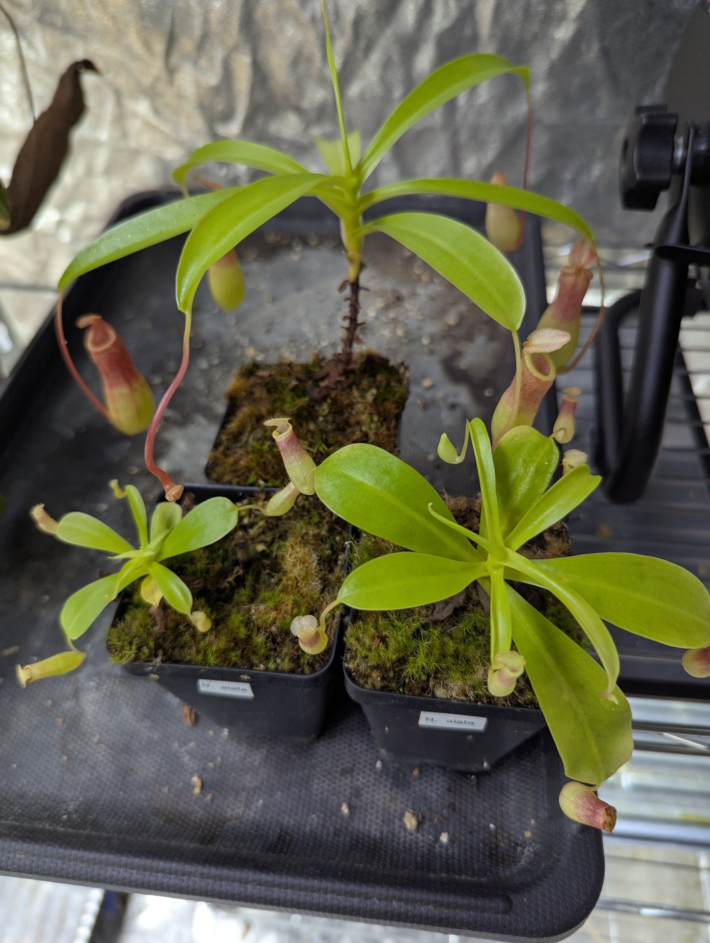 Nepenthes alata