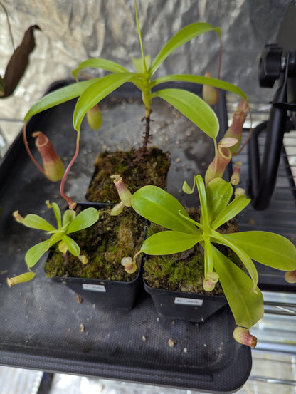 Nepenthes alata