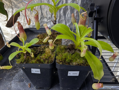Nepenthes alata