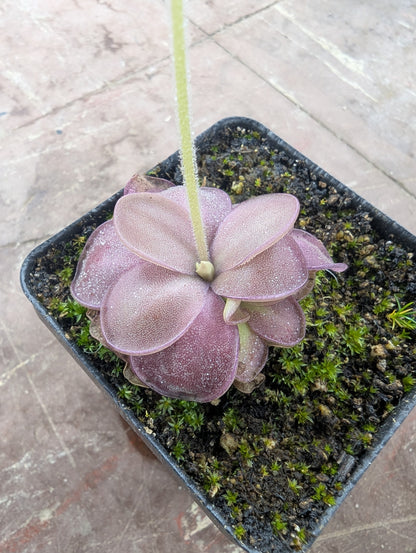 Pinguicula agnata 'Red Leaf' x moranensis 'albino'