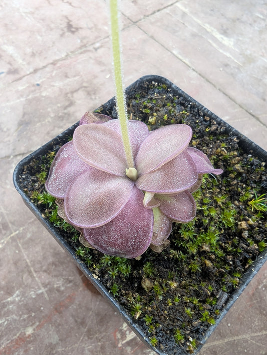Pinguicula agnata 'Red Leaf' x moranensis 'albino'