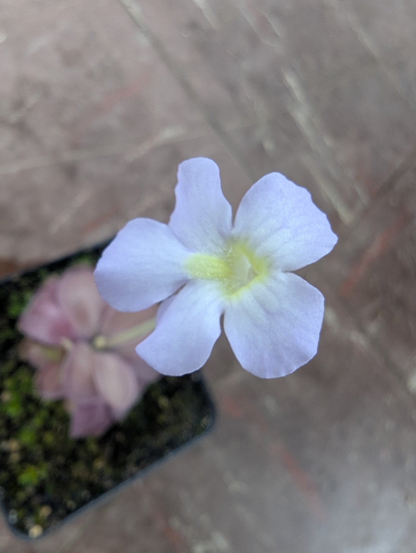 Pinguicula agnata 'Red Leaf' x moranensis 'albino'