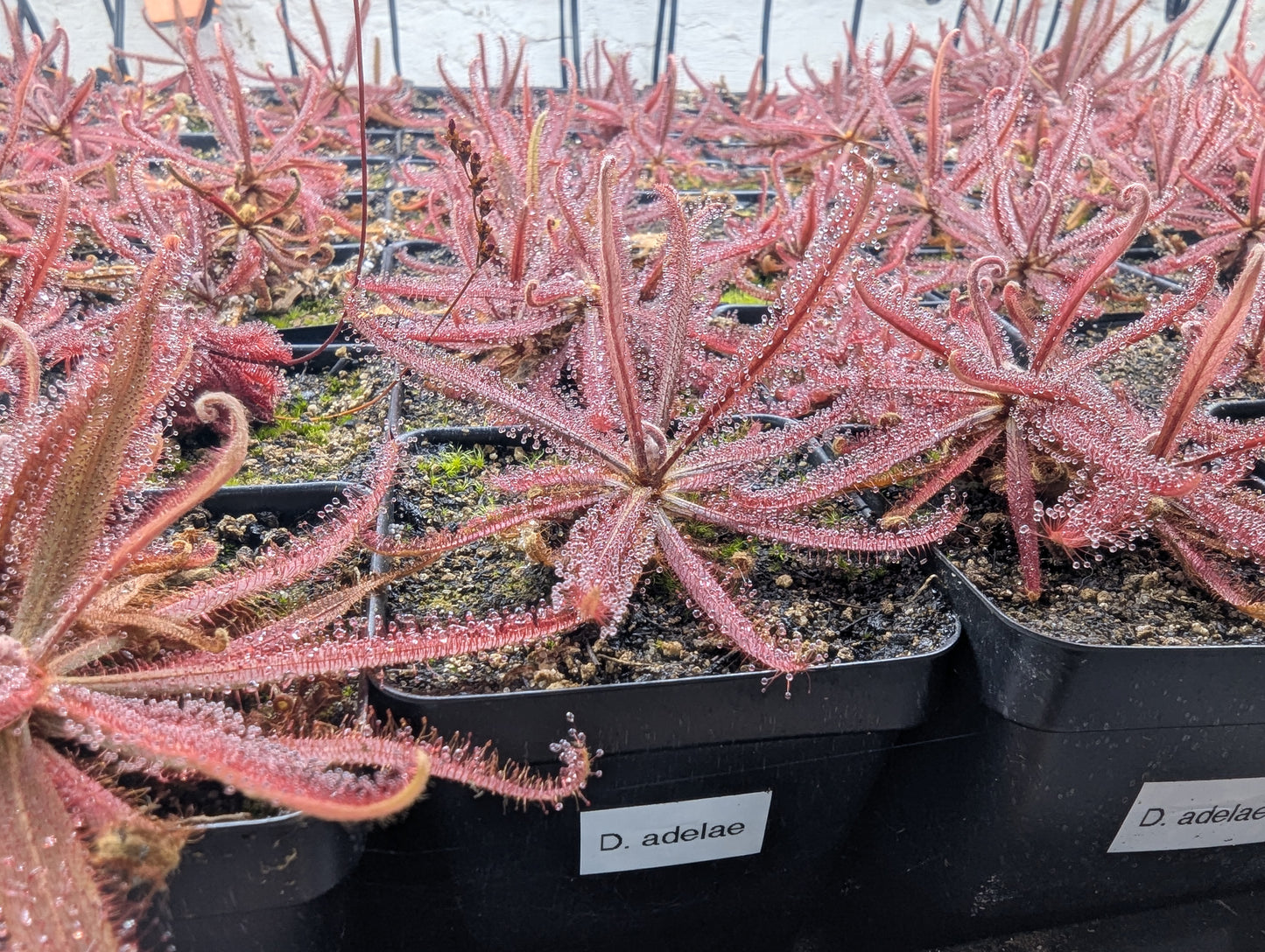 Drosera adelae