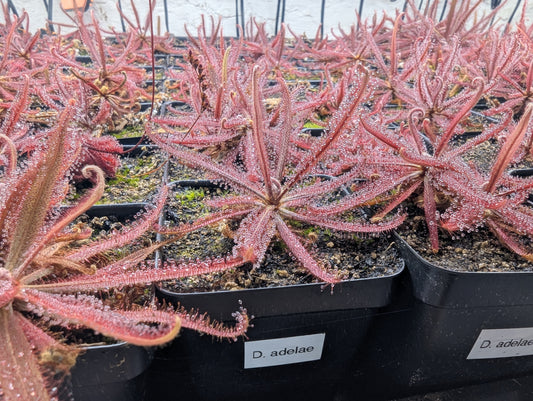 Drosera adelae