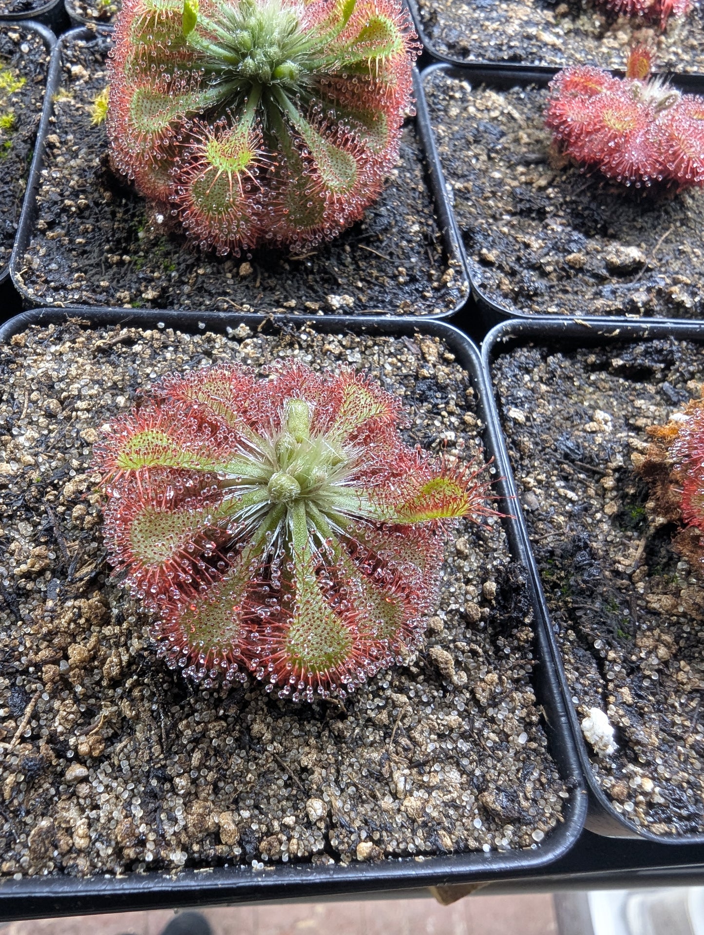 Drosera spatulata
