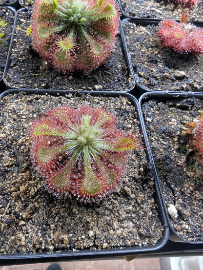 Drosera spatulata
