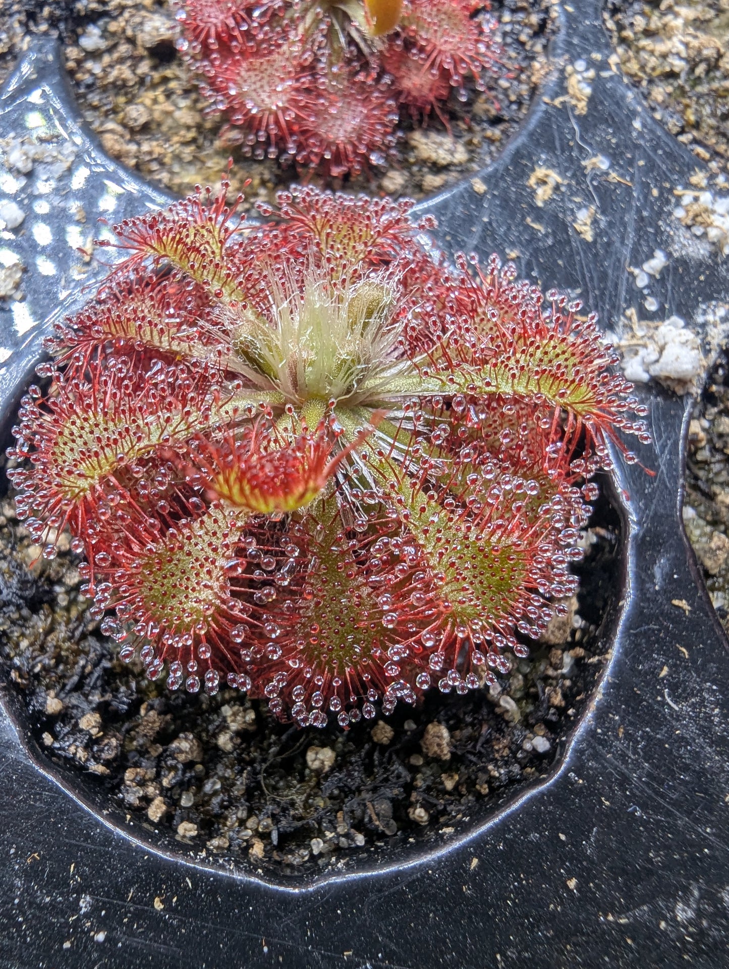 Drosera spatulata