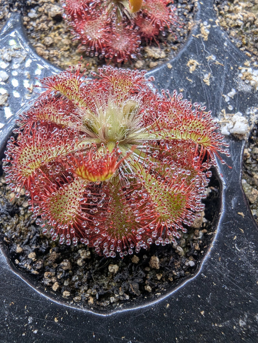 Drosera spatulata