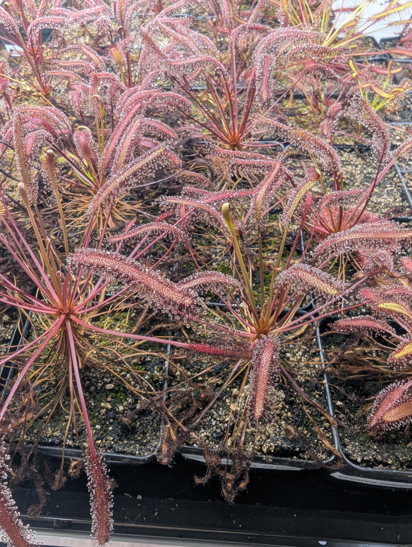 Drosera capensis 'All Red'