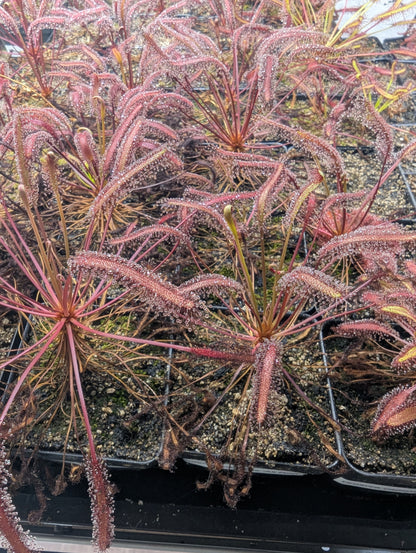 Drosera capensis 'All Red'