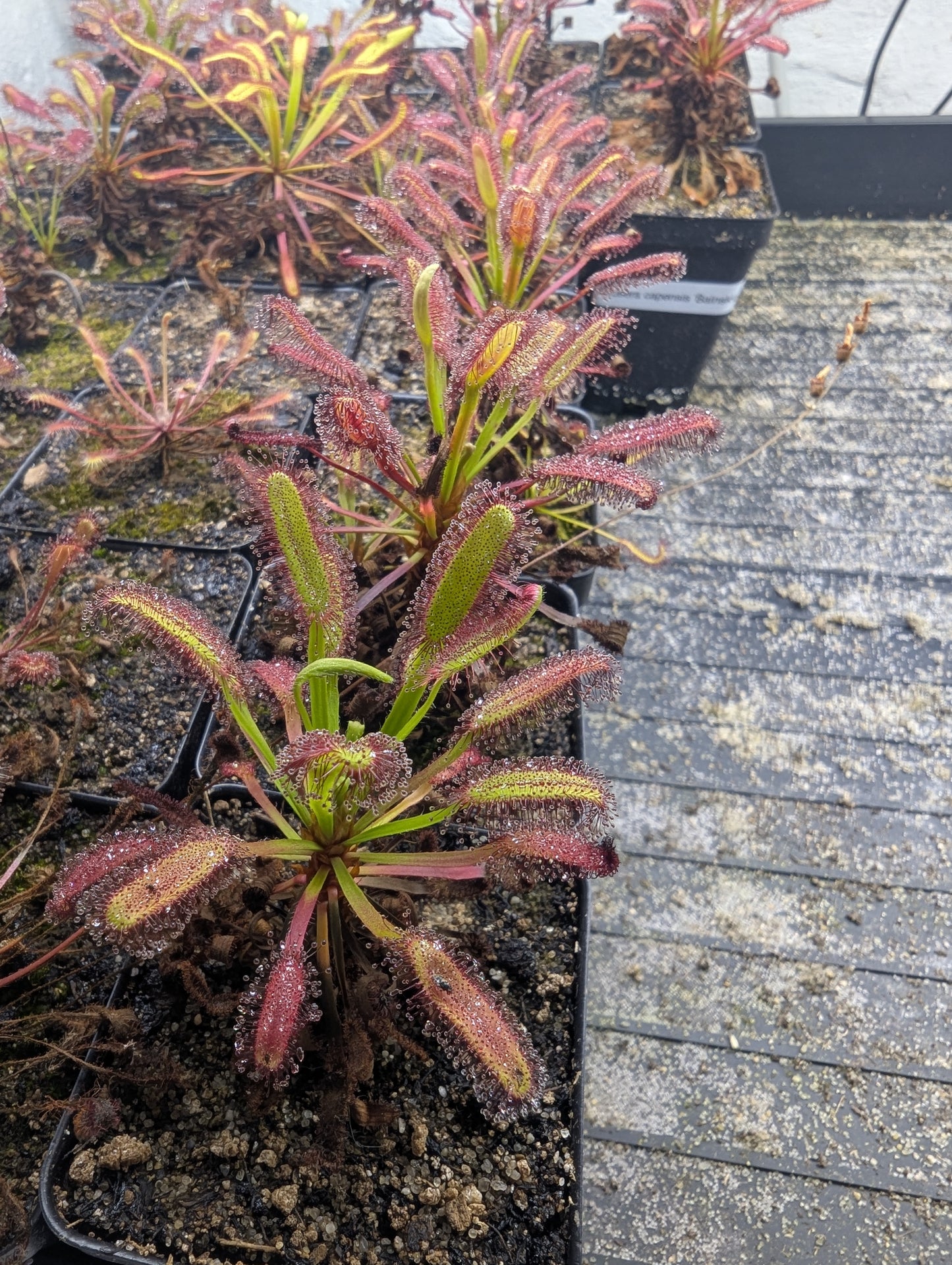 Drosera capensis 'Bainskloof'