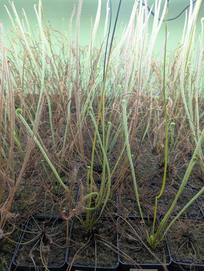 Drosera filiformis filiformis