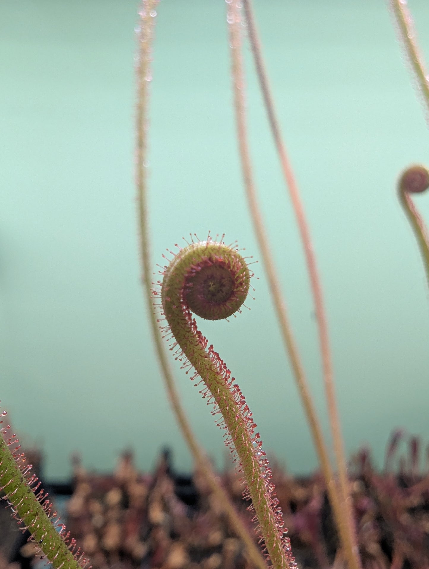 Drosera filiformis dreamsicle