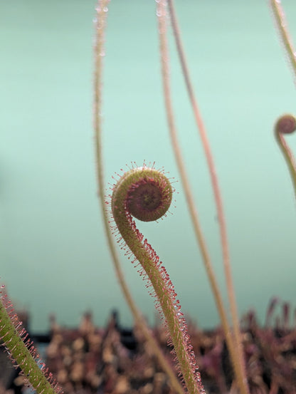 Drosera filiformis dreamsicle