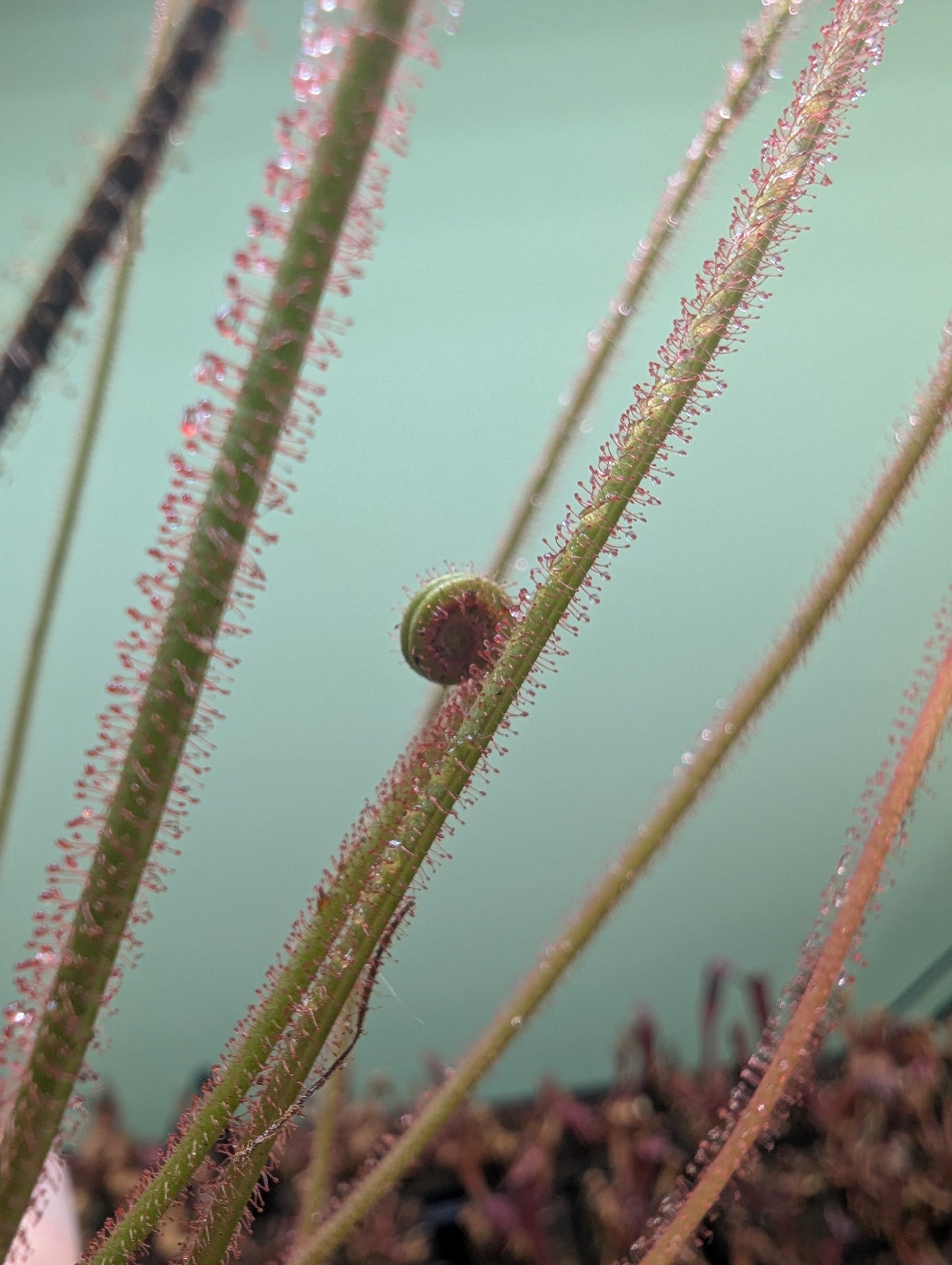 Drosera filiformis dreamsicle