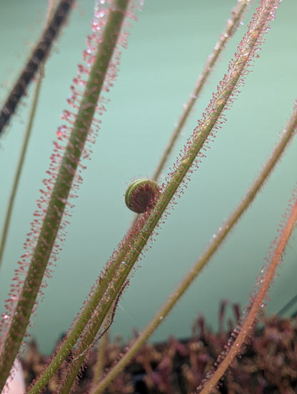 Drosera filiformis dreamsicle