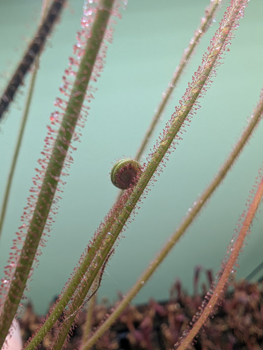 Drosera filiformis dreamsicle