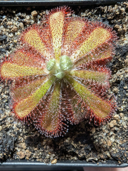 Drosera aliciae