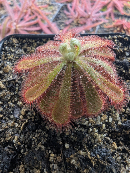 Drosera aliciae