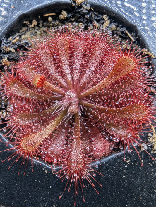 Drosera spatulata "Beenak, Victoria AU"