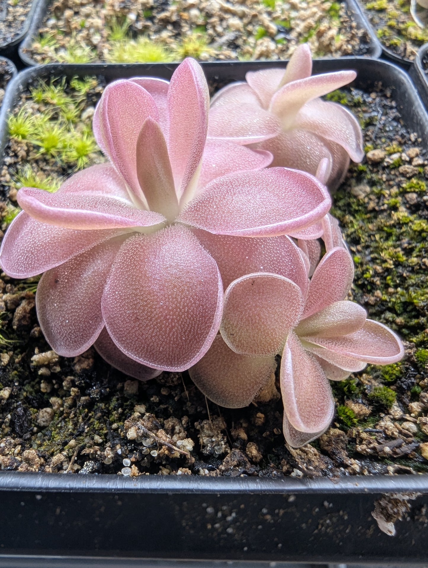 Pinguicula agnata red leaf x ehlersiae