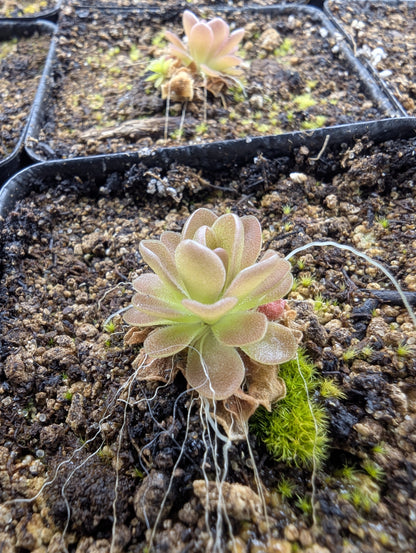 Pinguicula agnata red leaf x ehlersiae