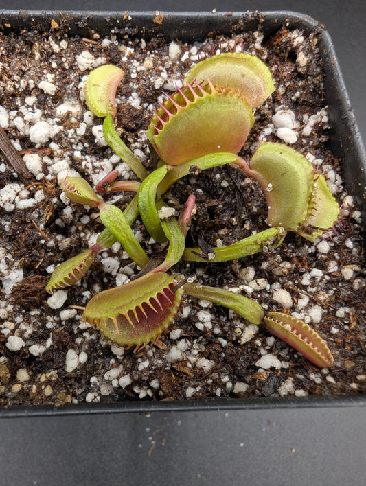 Dionaea muscipula - Schuppenstiel II