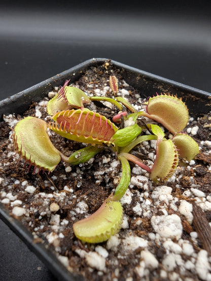 Dionaea muscipula - Schuppenstiel II