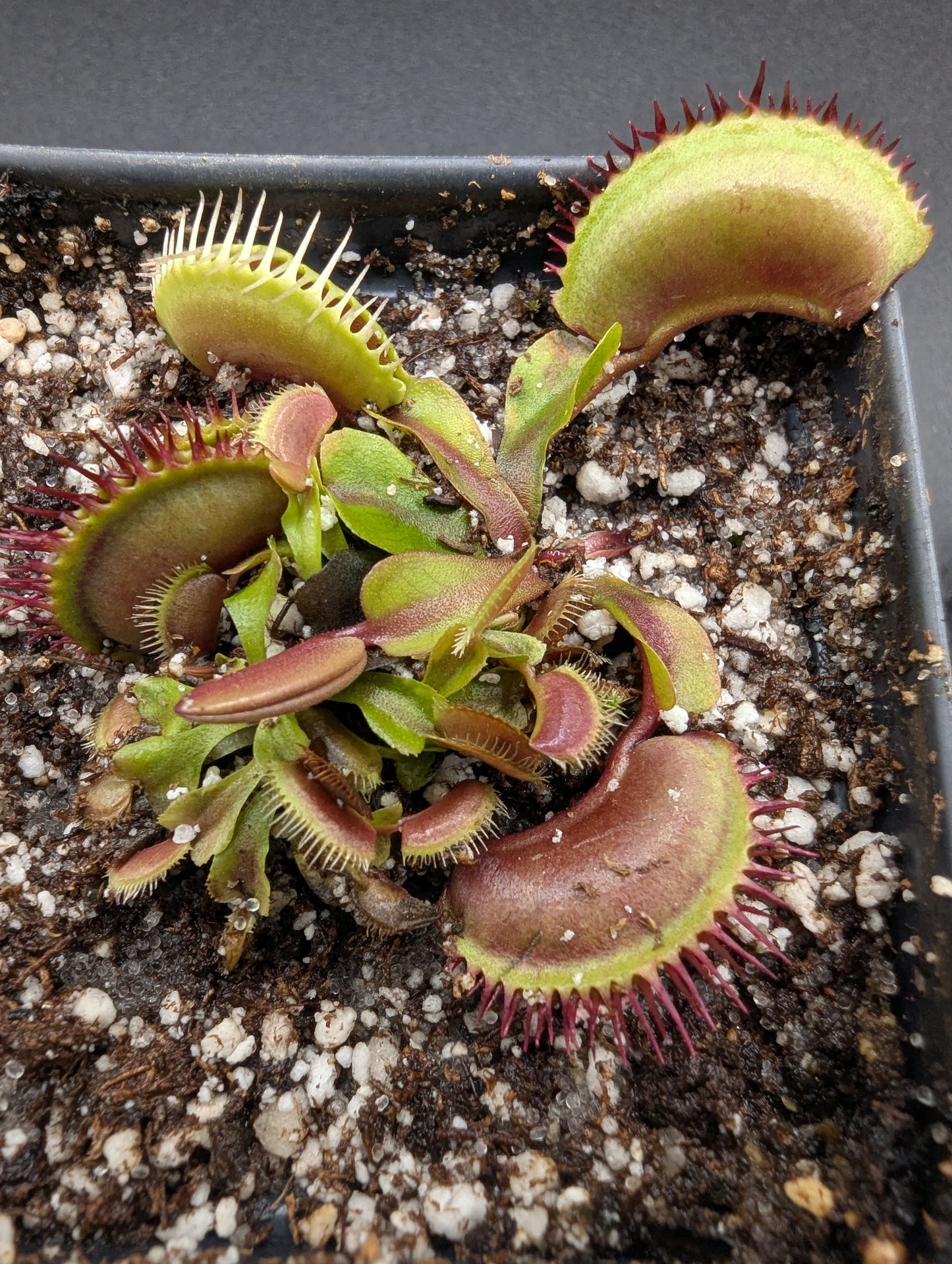 Dionaea muscipula - Big Mouth