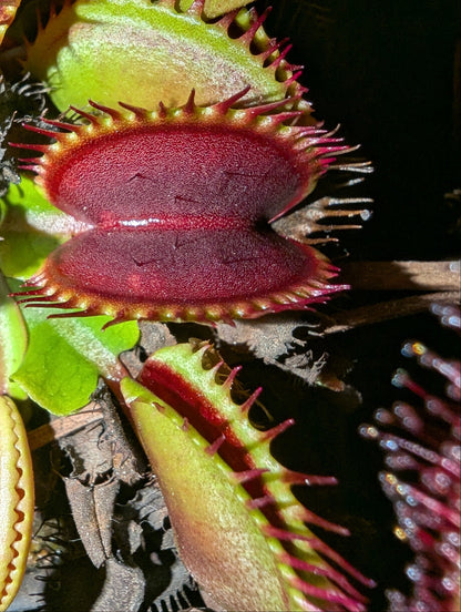 Dionaea muscipula - Big Mouth