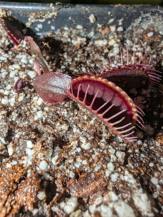 Dionaea muscipula - Akai ryu