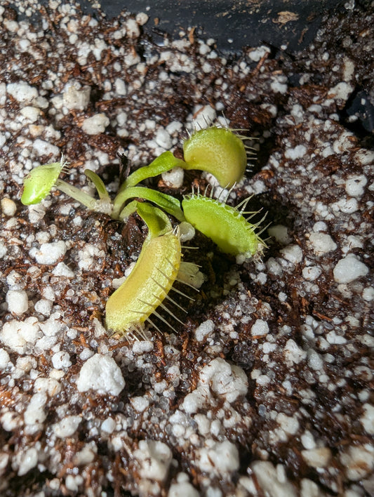 Dionaea muscipula - Grun