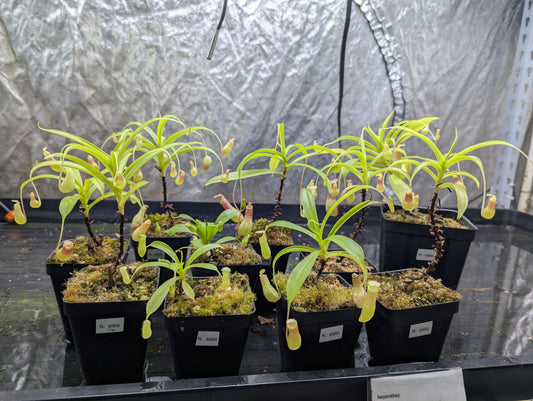 Nepenthes alata