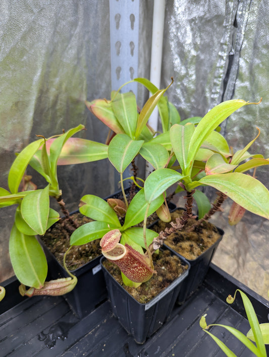 Nepenthes miranda