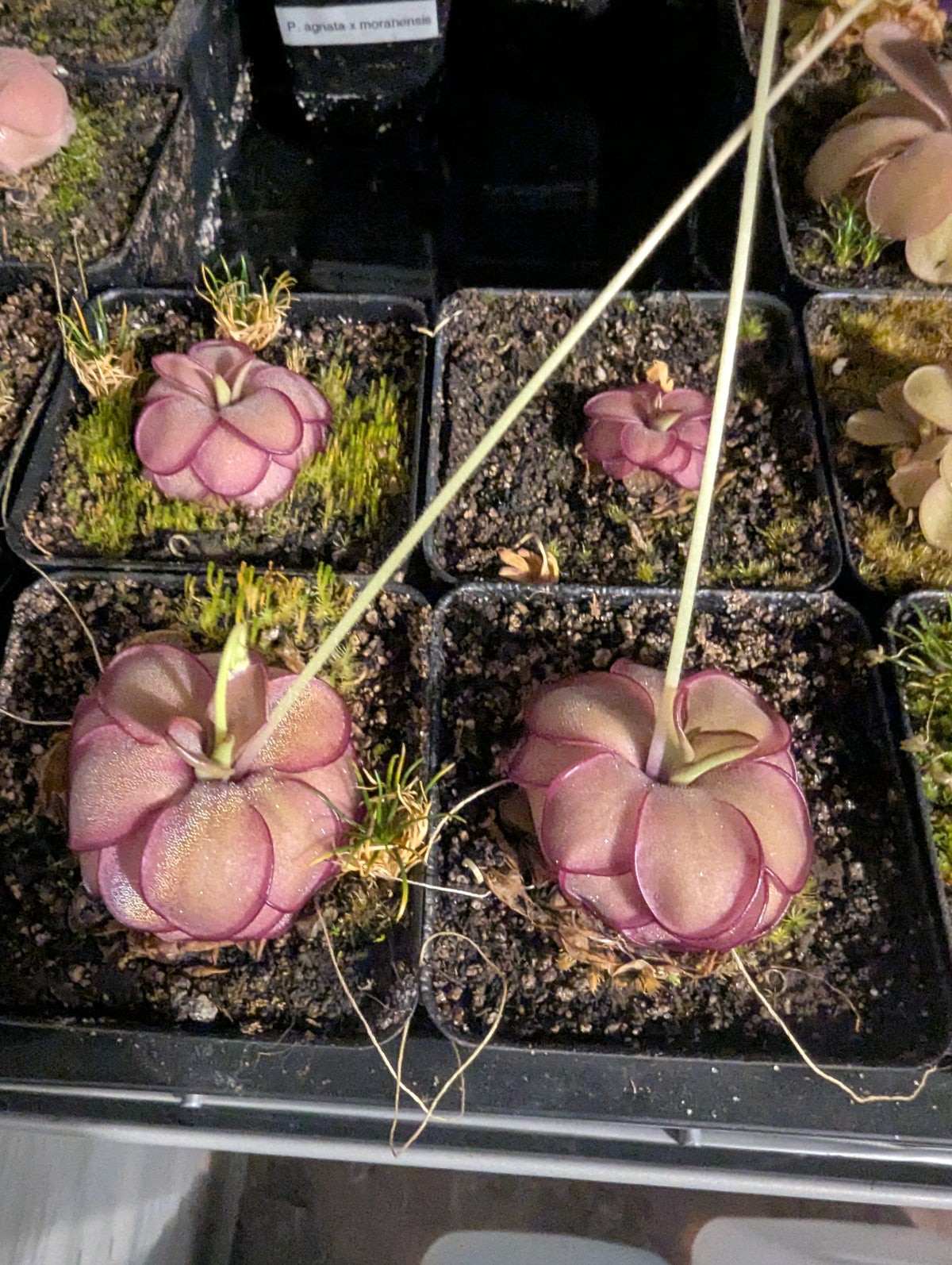 Pinguicula leanuna x emarginata